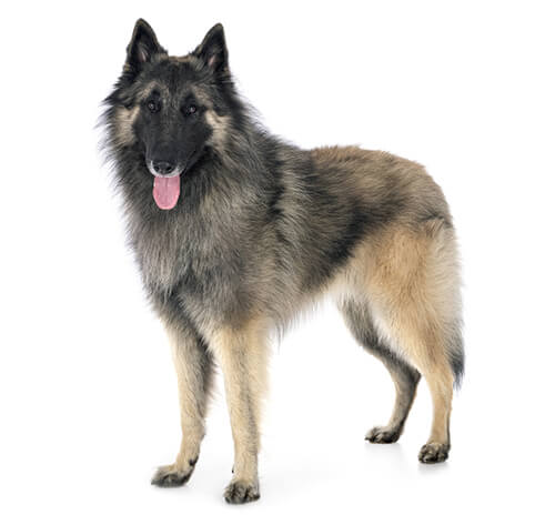 Belgian store alsatian dog